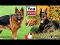 Немецкая овчарка против Добермана. German Shepherd against Doberman.