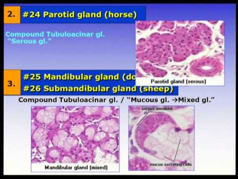06. LAB Vet Histology II 2557: Digestive system 1 (1/2) - YouTube