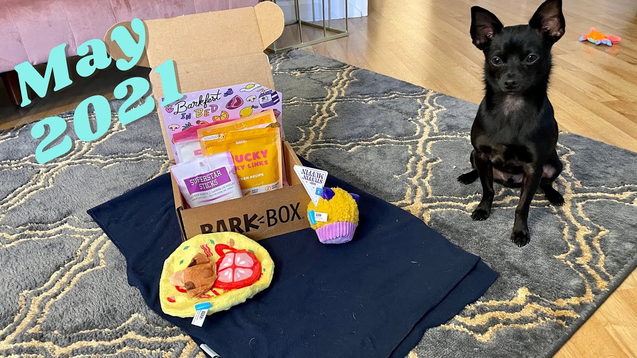 MAY 2021 BARKBOX UNBOXING | MY CHIHUAHUA’S REACTION!