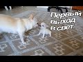 VLOG: Мы без холодильника / Наше утро / Пилот гуляет / Новости