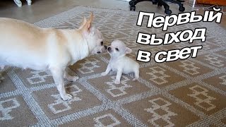 VLOG: Мы без холодильника / Наше утро / Пилот гуляет / Новости