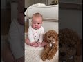 💩踏ん張ってるのかマイケル・J・フォックスの顔真似してるのかどっちなんだろう笑 #baby #赤ちゃん #cute #adoreble #puppy #toypoodle #funny#dog