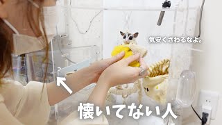 When a person who doesn't miss it tries to touch the sugar glider、、