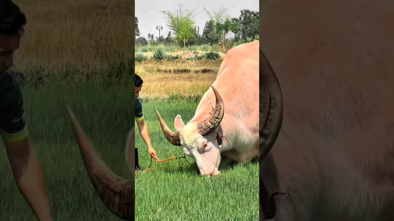 smart tricks to be able to ride a buffalo. 