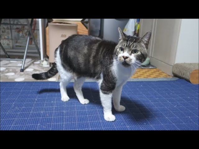 ドスの効いた低音&赤ちゃんみたいにかわいい高音・使い分ける猫☆リキ