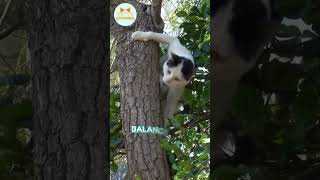 What Are Polydactyl Cats  shorts cat catfacts