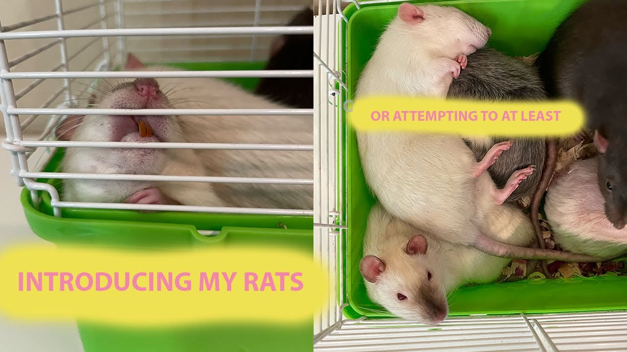 Introducing Rats Introducing 8 of My Rats - YouTube