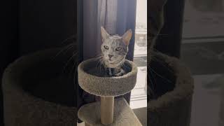 Introducing Siri the Cat 😹… you’ll love the ending!
