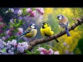 Relaxing Music With Birdsongs | Stress Relief Music | Stop Anxiety &amp; Depression #4