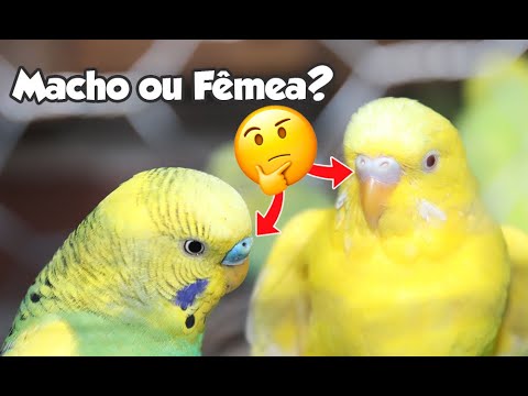 Vídeo: Como saber o gênero de bebê Tartarugas Sulcata