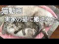 【猫動画】猫の親子に癒された
