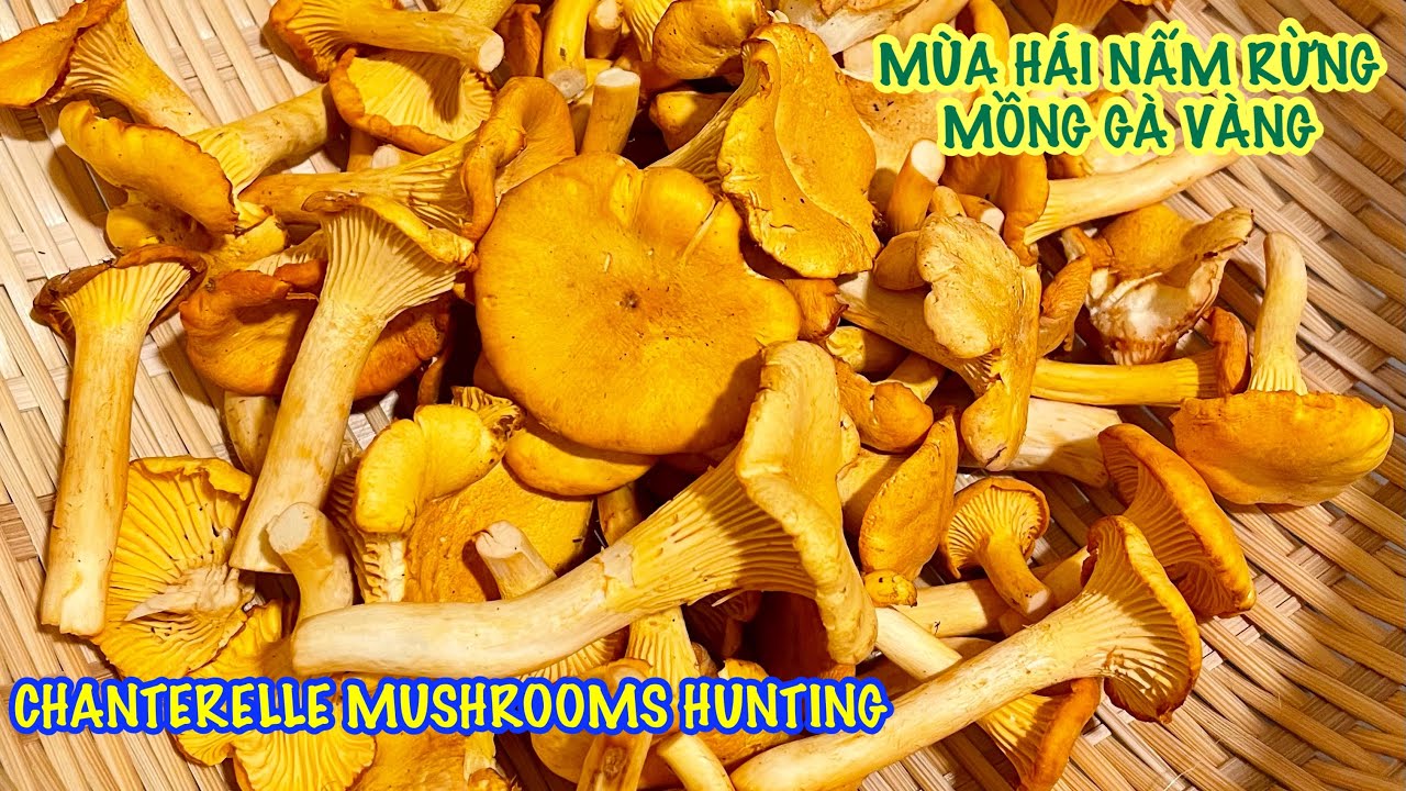 Mùa hái Nấm rừng, chuyến đầu may mắn gặp Nấm Mồng Gà vàng ngon ...