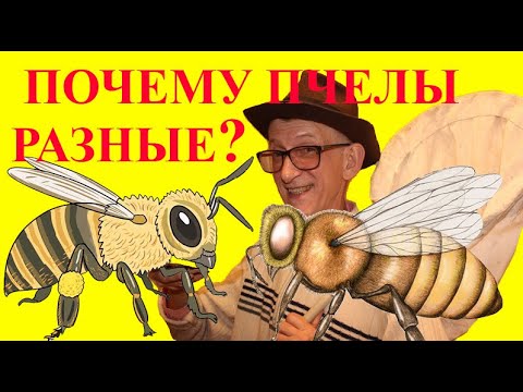 Как Отличить Медоносных Пчел от Одиночных Земляных Пчел?