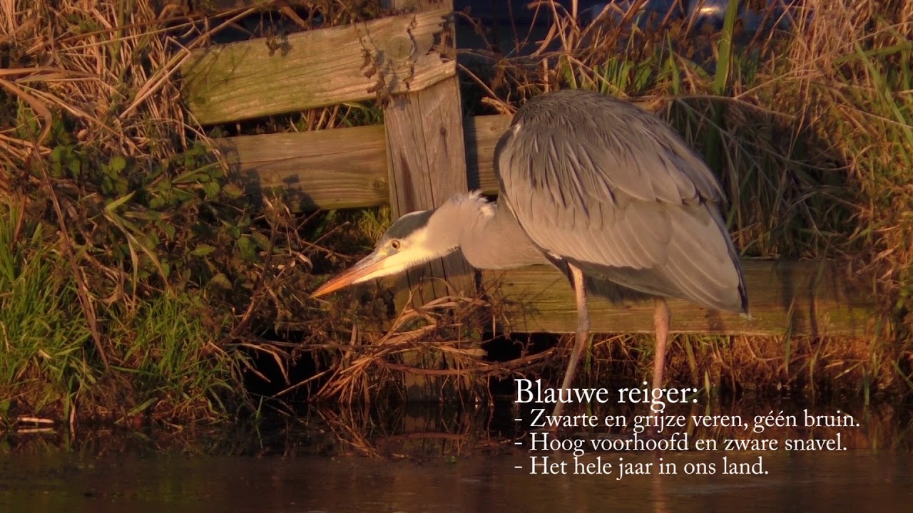 Verschil Purperreiger En Blauwe Reiger