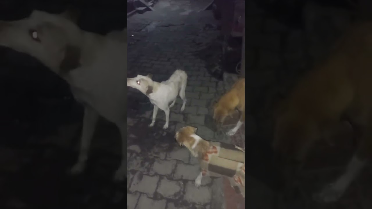 pakkemsgfan is live!