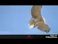 زامل من أقوى الزوامل من الإمام احمدوجواب الشيخ علي ناصرالقردعي من التراث اليمني القديم نرجوالاستمتاع