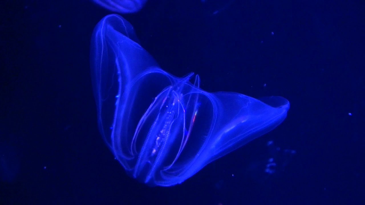 ctenophores; comb jellies YouTube