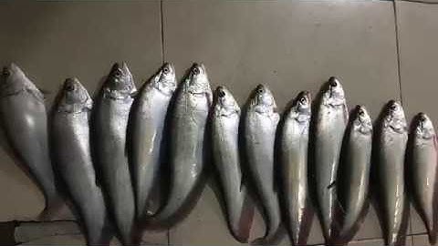 Câu cá thác lác bằng mồi trùn quế