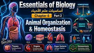 شرح مادة بيولوجي 101 | Chapter 6: Animal Organization & Homeostasis (Part 2)