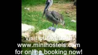 The Pelican Larry Hostel in Cali