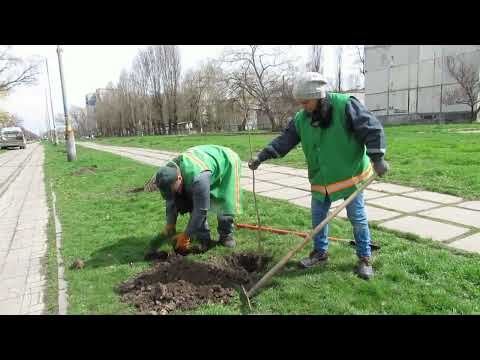 Молоді кленочки на бульварі Озерний