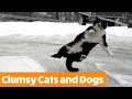 Funniest clumsy cats and dogs  funny pets
