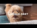 Listen 🎧 and Learn Russian Naturally (No Grammar, Just Sounds!)