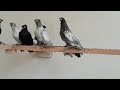 Узбекские двух чуби голуби, pigeons 29.04.2019