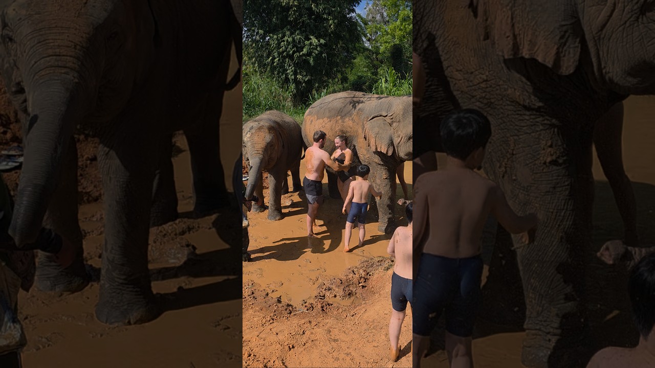 Все смешалось. Грязь, люди, слоны!