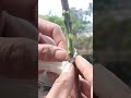 How to side graft a mango tree #graftingtechnique #mangografting #gardening #satisfying #shorts