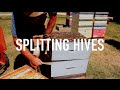 Splitting Hives