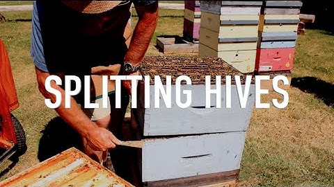 Splitting Hives