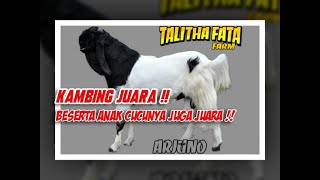 TRAH KAMBING JUARA ||  ARJUNO beserta Anak Cucunya Menjuarai Kontes Kambing PE Tingkat Nasional