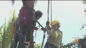 Tree Trimmer Rescued