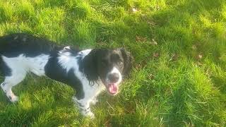 The Pups at 8 Months old by Working Springer Guernsey 631 views 5 months ago 14 minutes, 30 seconds