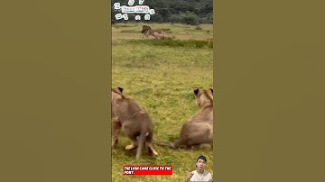 Sư tử đã lựa ngựa vằn con để đi săn nhưng bị dính ngay một cú đá của ngựa mẹ