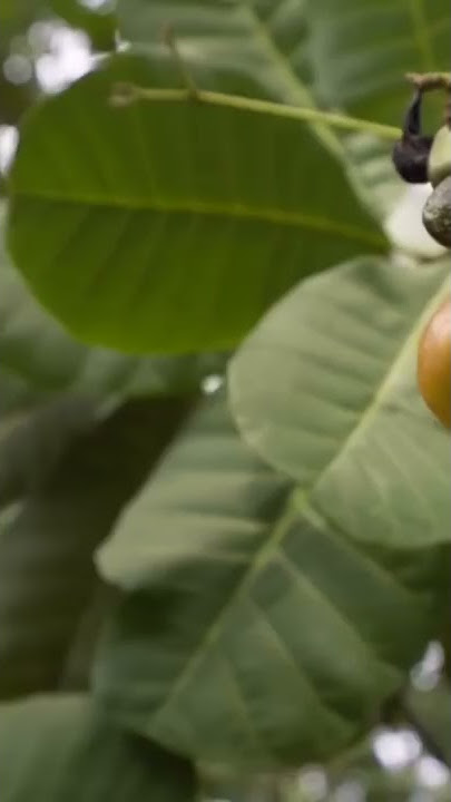 How Cashew Nuts Are Grown