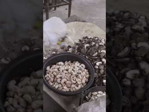 Video: Cashewnødderoplysninger - tips til dyrkning af cashewnødder