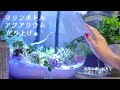 マリンボトルアクアリウム立ち上げ！海藻水槽にお魚をお迎えしました❀海水魚水槽 アクアリウム Aquarium.