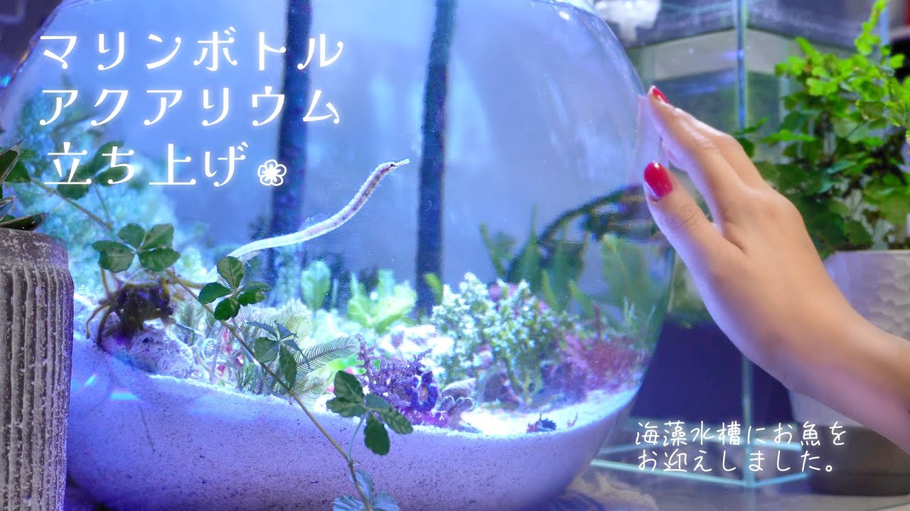 マリンボトルアクアリウム立ち上げ！海藻水槽にお魚をお迎えしました❀海水魚水槽 アクアリウム Aquarium.