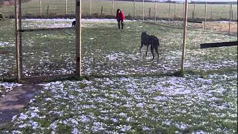 Running Greyhound  | ex-racer running  just for the fun of it