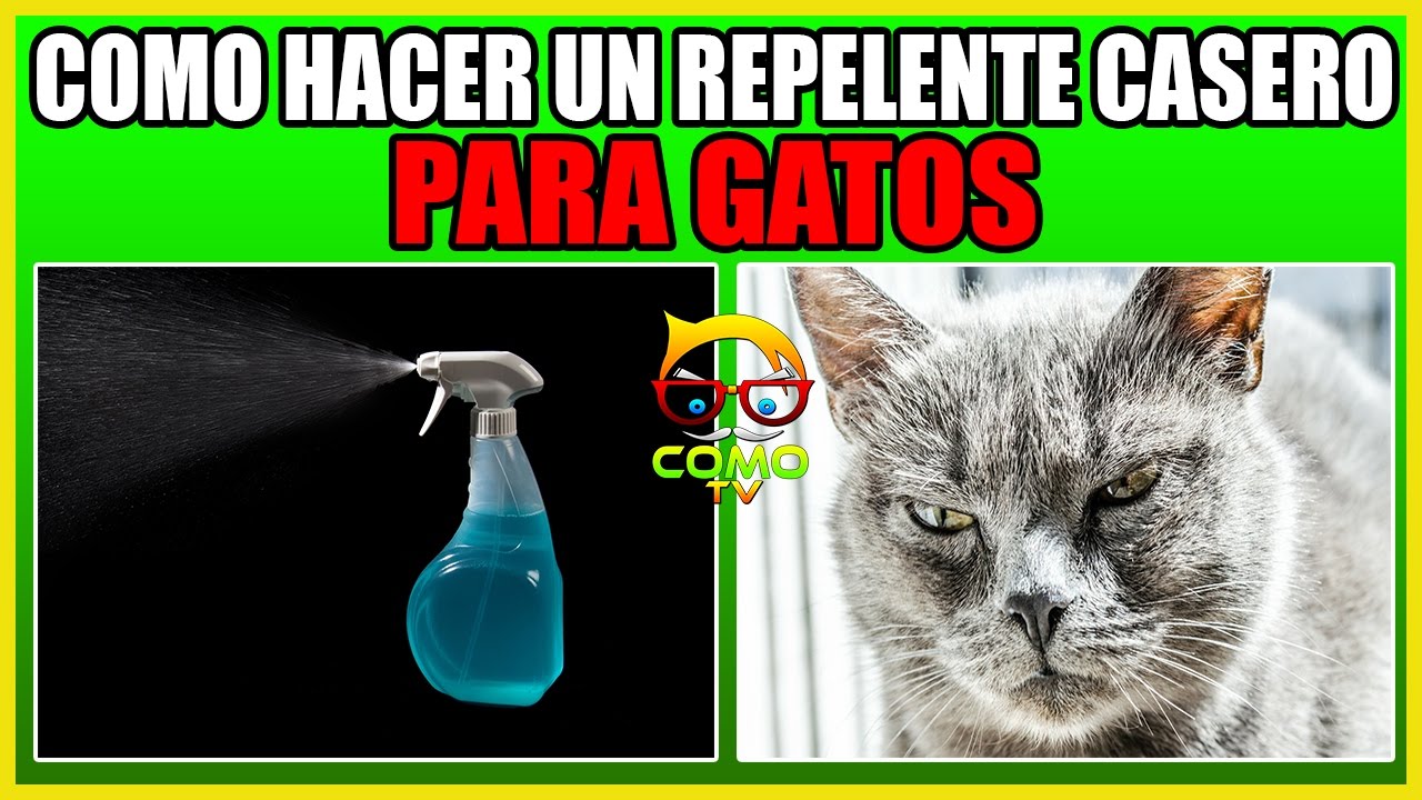 Como ahuyentar gatos