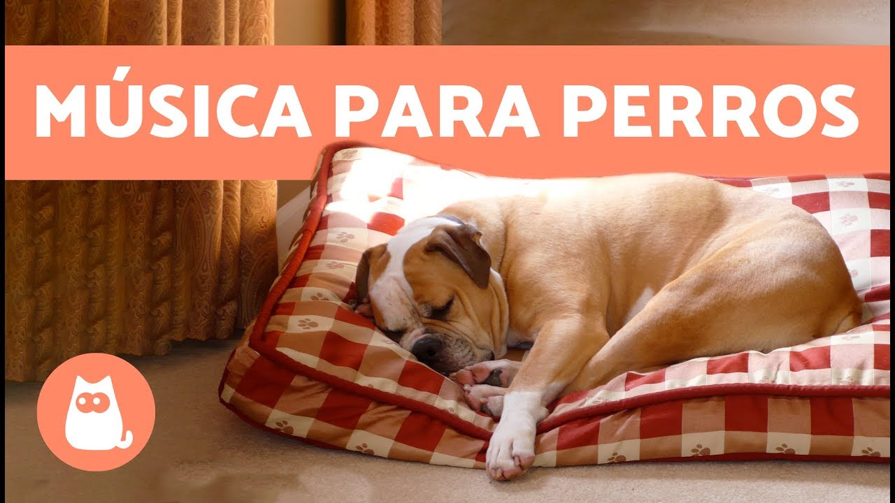 2 Horas De Musica Relajante Para Perros Youtube