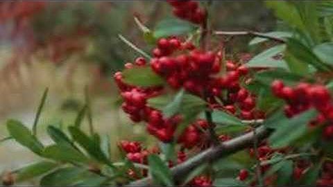 test ( Effect - MPEG4 - fulｌ - 854×480 - 38MB )