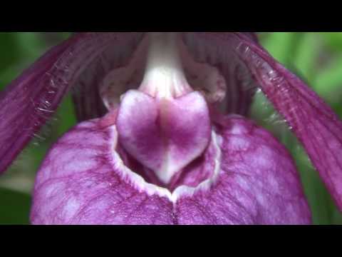 Лесной цветок Сибирская орхидея Полевые цветы жарки незабудки земляника сибирский ирис кукушкины сле