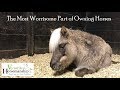 The Most Worrisome Part Of Owning Horses... Sick pony, Part 1 //   Versatile Horsemanship