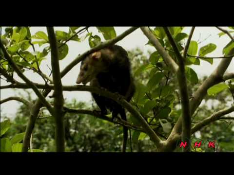 Национальный парк Игуасу (UNESCO/NHK)