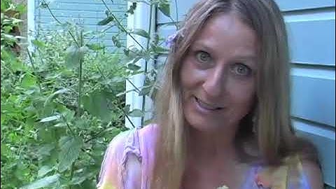 DIY Herbs: Catnip -- Not Just for Cats!