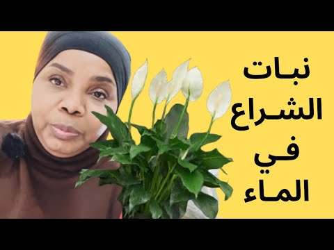 كيف العناية والاهتمام بنبات البيس ليلي نبات زنبق السلام في الماء