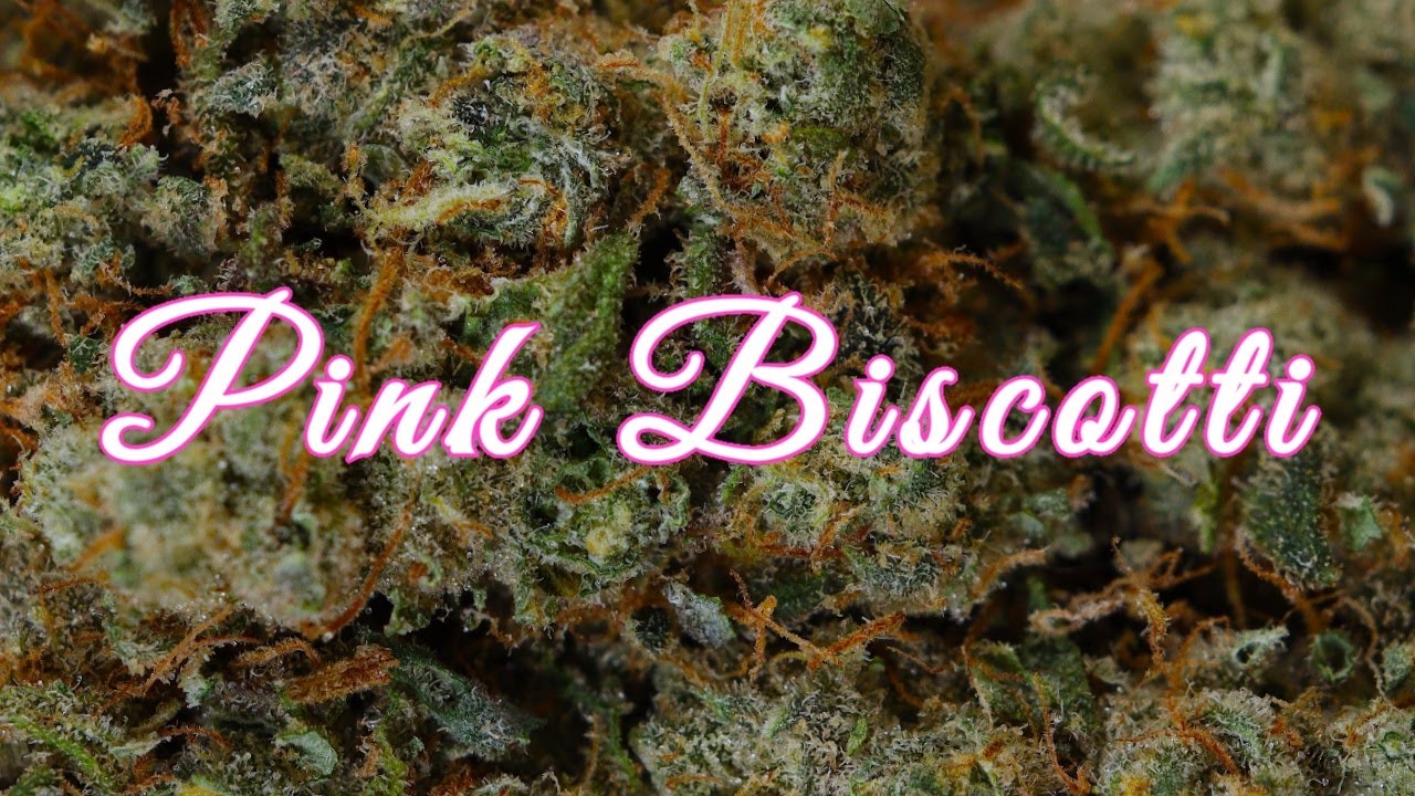 PINK BISCOTTI OFFICIAL STRAIN REVIEW